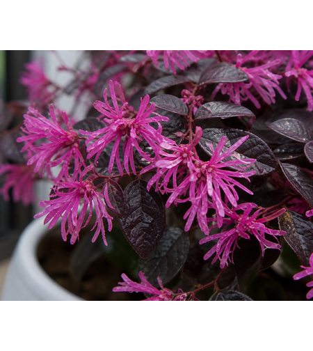 Лоропеталум 'Loropetalum chinense'