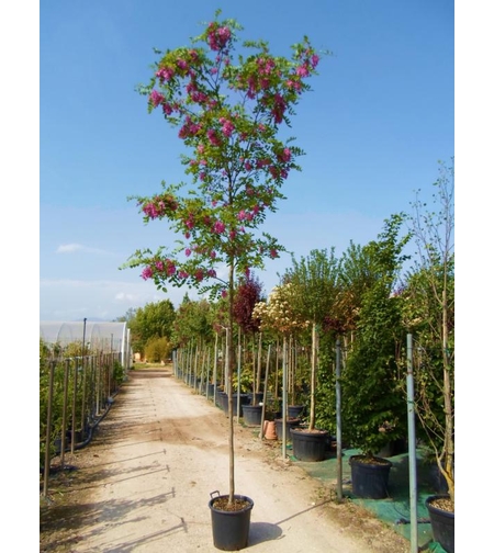 Робиния ‘Cascue Rouge’ Robinia margaretta ‘Casque Rouge’