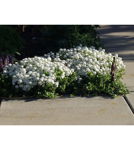 Иберис Iberis sempervirens