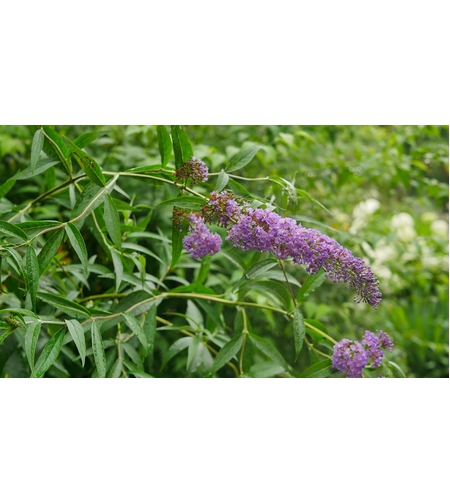 Будлея 	Buddleja davidii