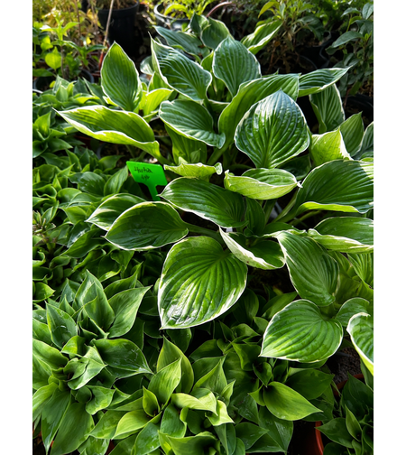 Хоста микс Hosta spp.
