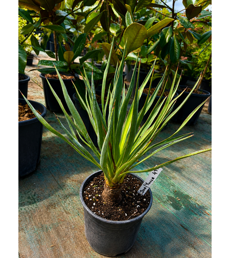 Юка 'Yucca spp.'