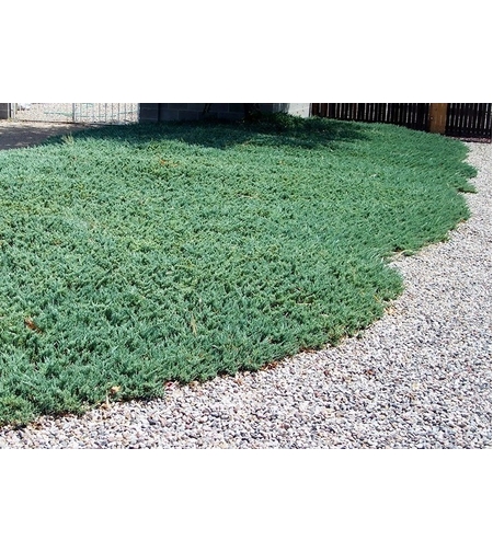 Хвойна хоризонтална ‘Prince of Wales’ Juniperus horizontalis ‘Prince of Wales’