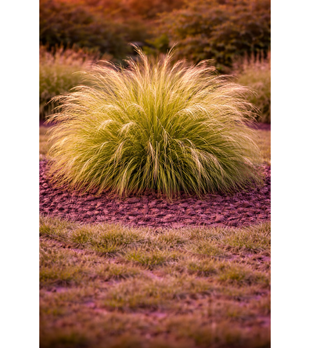 Стипа ‘Pony Tails’ Stipa tenuissima ‘Pony Tails’