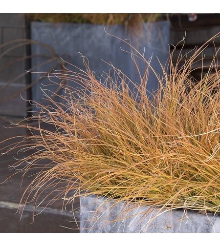 Карекс (съчмолистна острица) Carex spp.