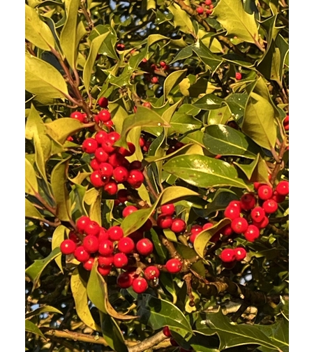 Илекс Аляска, Джел	 Ilex crenata 