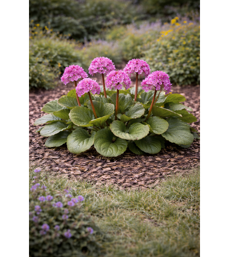 Бергения Bergenia cordifolia