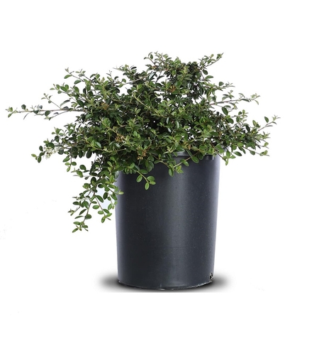 Котонеастер (пълзящ) Cotoneaster dammeri