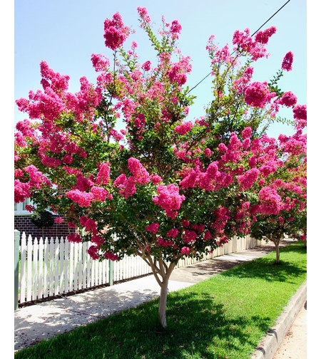 Лагерстремия индийска Lagerstroemia indica