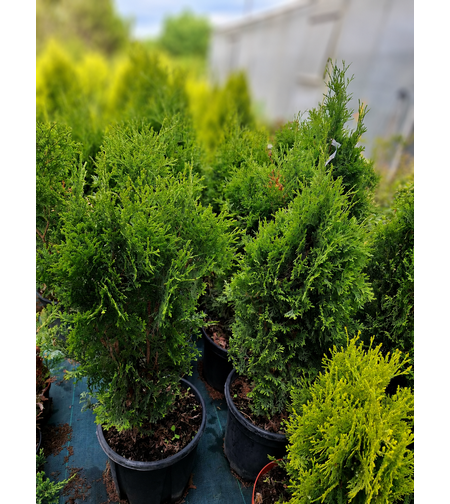Туя ‘Fastigiata’ Thuja occidentalis ‘Fastigiata’