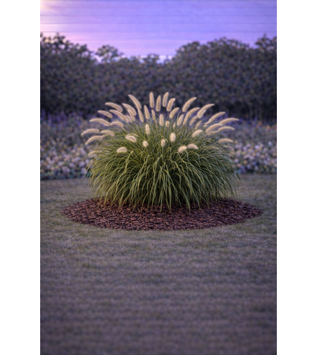 Пенисетум Pennisetum alopecuroides