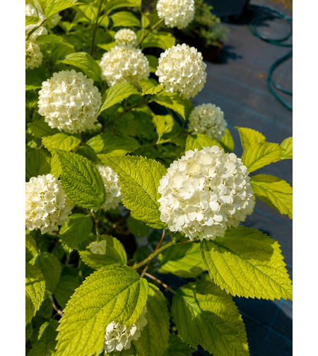 Картоп 'Снежна топка' 'Viburnum opulus Roseum’