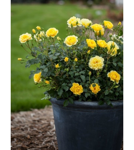 Мини роза Rosa mini / Rosa nana