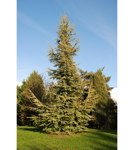 Кедър хималайски ‘Aurea’ Cedrus deodara ‘Aurea’