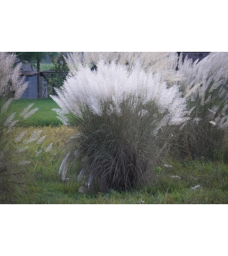 Кортадерия бяла, пампаска трева	Cortaderia selloana white