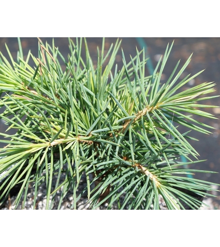 Кедър ливански (атласки тип) Cedrus libani