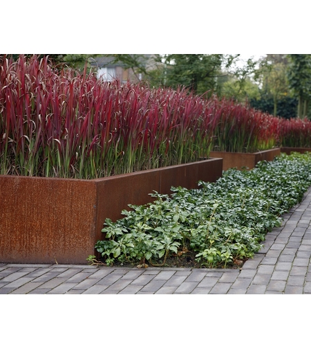 Императа ‘Red Baron’ Imperata cylindrica ‘Red Baron’