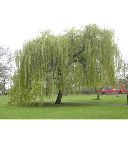 Плачеща върба Salix babylonica