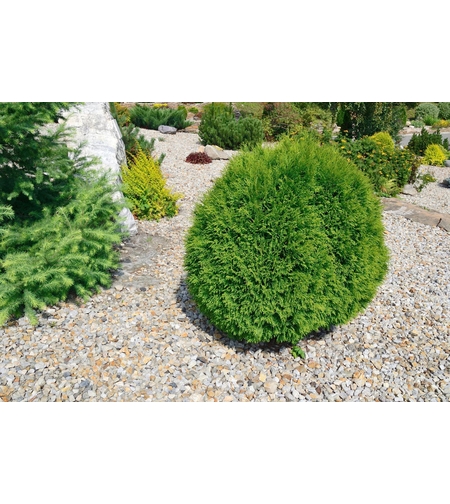 Туя Даника	Thuja occ. 