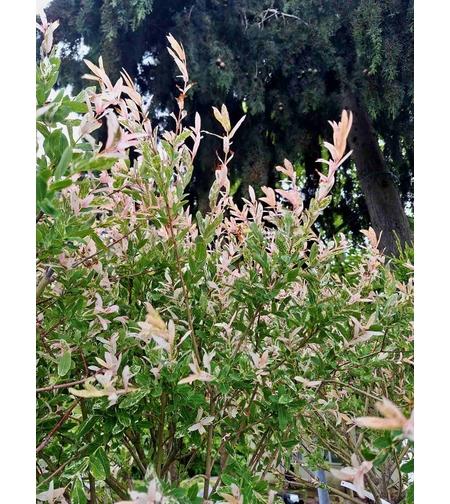 Трицветната върба (Salix integra 'Hakuro Nishiki')