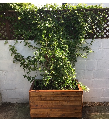 Орлов нокът катерлив Lonicera caprifolium