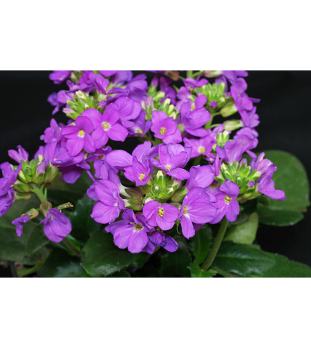 Арабис Arabis spp.