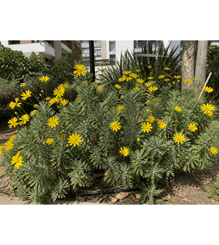 Еуриопс 'Euryops pectinatus'
