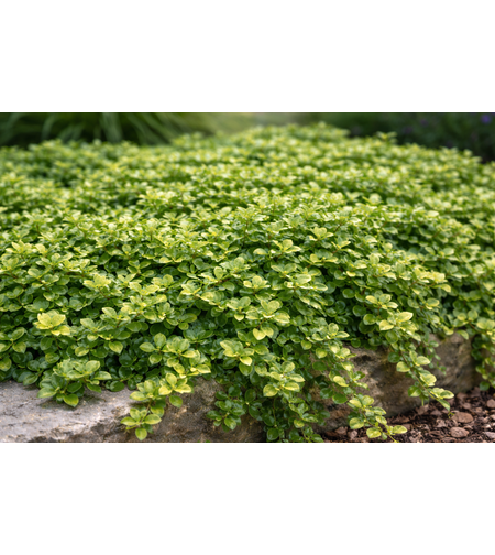 Евонимус Радиканс Euonymus radicans