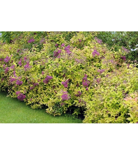 Спирея ‘Golden Princess’ Spiraea japonica ‘Golden Princess’