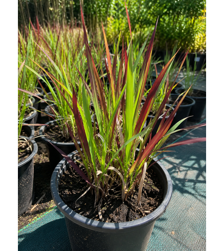 Императа ‘Red Baron’ Imperata cylindrica ‘Red Baron’