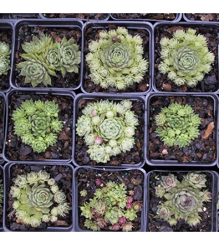 Дебелец (вечно живо) Sempervivum mix