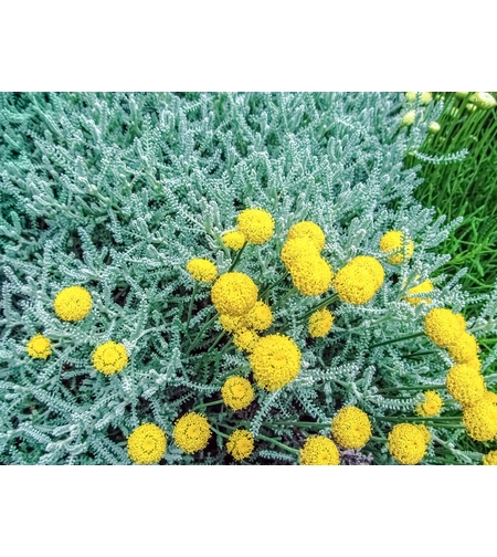 Сантолина сребриста	Santolina viridis