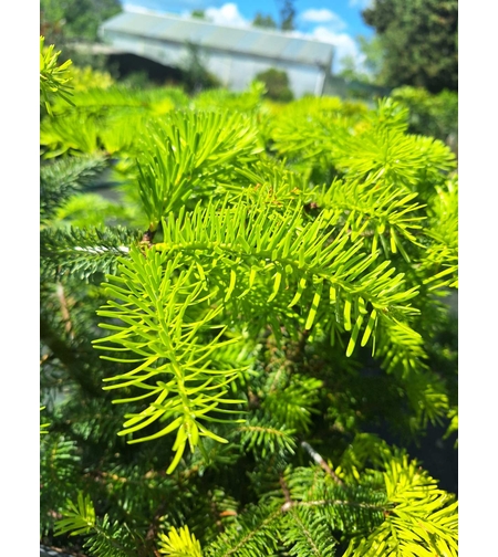 Нордманова ела 'Abies nordmanniana'