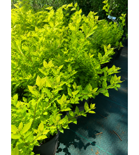 Спирея ‘Little Princess’ Spiraea japonica ‘Little Princess’