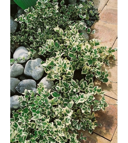 Евонимус ‘Emerald Gaiety’ Euonymus fortunei ‘Emerald Gaiety’