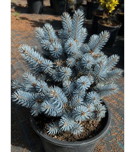 Сребрист смърч ‘Globosa’ Picea pungens ‘Globosa’