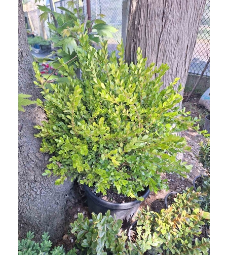 Чемшир (обикновен) Buxus sempervirens