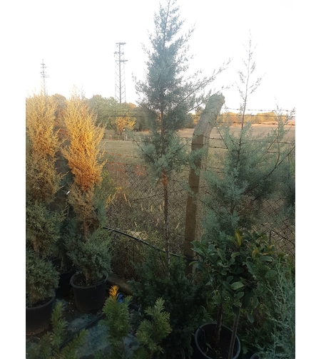 Аризонски кипарис Cupressus arizonica