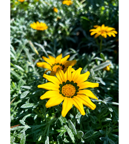 Газания 'Gazania spp.'