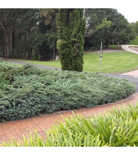Хвойна, Смрика, Юниперус тамарицифолиум Juniperus Tamaricifolium
