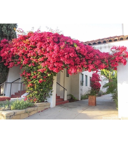 Бугенвилия (микс) Bougainvillea spp.