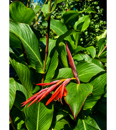 Кана индийска 'Canna indica'