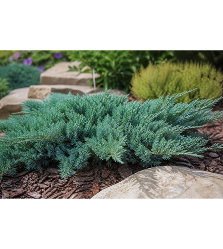 Хвойна хоризонтална ‘Blue Chip’ Juniperus horizontalis ‘Blue Chip’