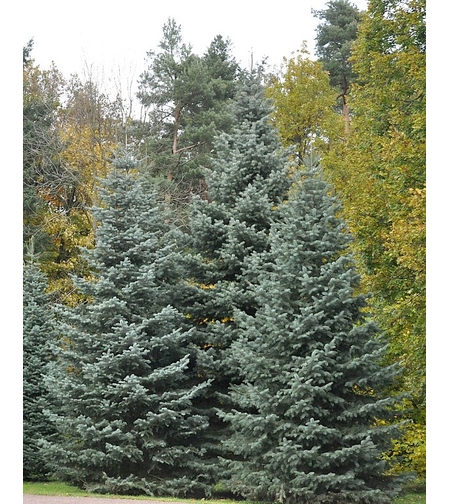 Едноцветна ела Abies concolor