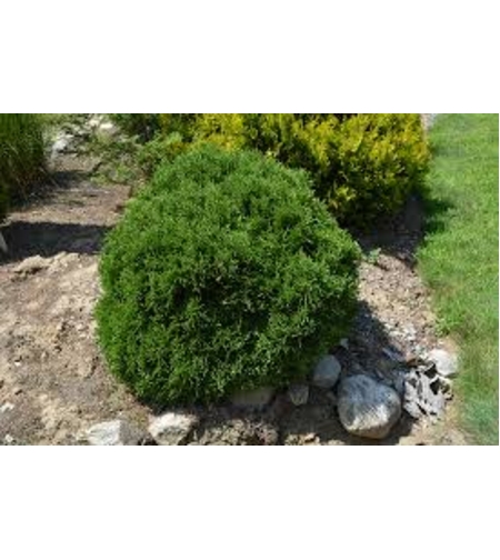 Туя Глобоза	 Thuja occ. 