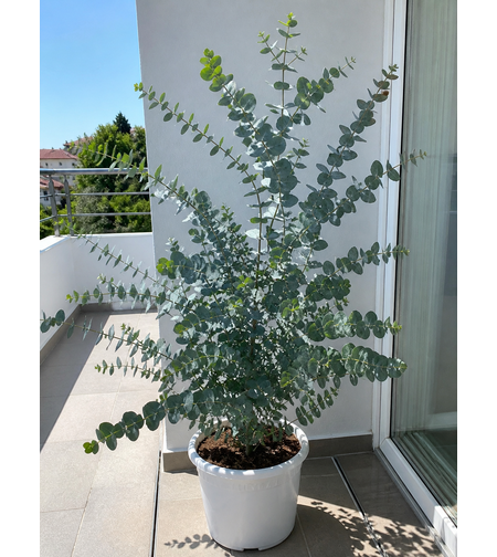Евкалипт 'Eucalyptus spp.'