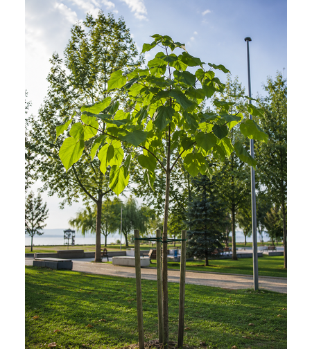 Пауловния ‘Paulownia tomentosa’