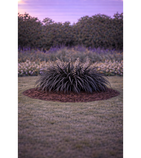 Офиопогон ‘Black Dragon’ Ophiopogon planiscapus ‘Black Dragon’