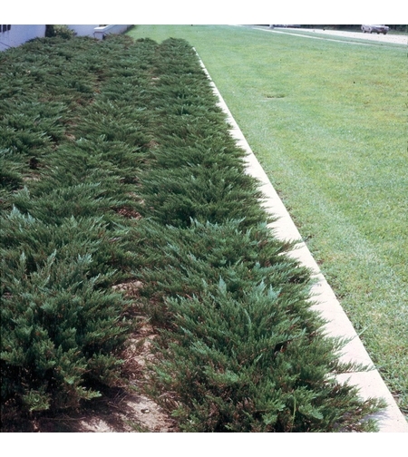 Хвойна сабина Juniperus sabina