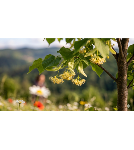 Липа	Tilia cordata